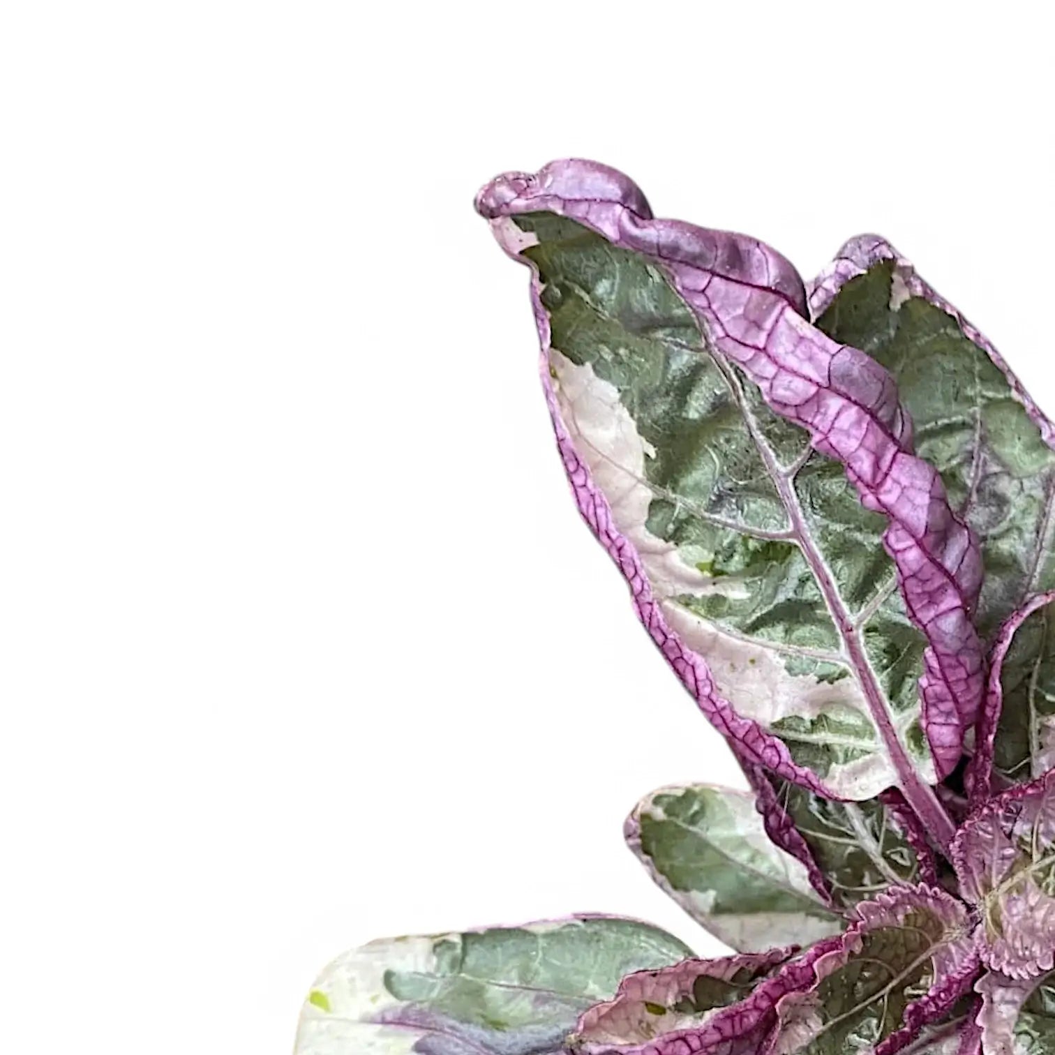 Strobilanthes alternata 'Snow White' leaf close-up on white background.