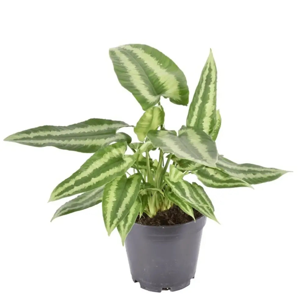 Schismatoglottis wallichii – Zimmerpflanze im Kulturtopf auf weißem Hintergrund, Produktfoto 3.