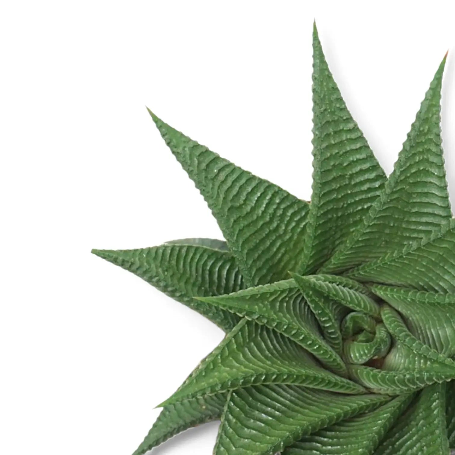 Nahaufnahme eines Blatts von Haworthiopsis limifolia vor weiĂźem Hintergrund.