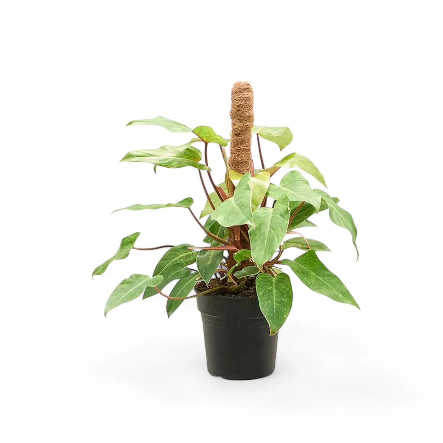 Philodendron 'Painted lady' – Zimmerpflanze im Kulturtopf auf weißem Hintergrund, Produktfoto 7.