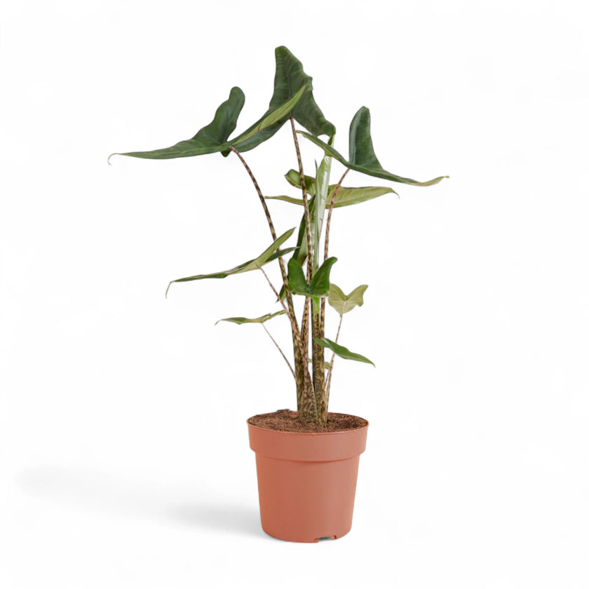 Alocasia zebrina ‘Tigrina Superba’ potted houseplant in nursery pot on white background, product photo 2.