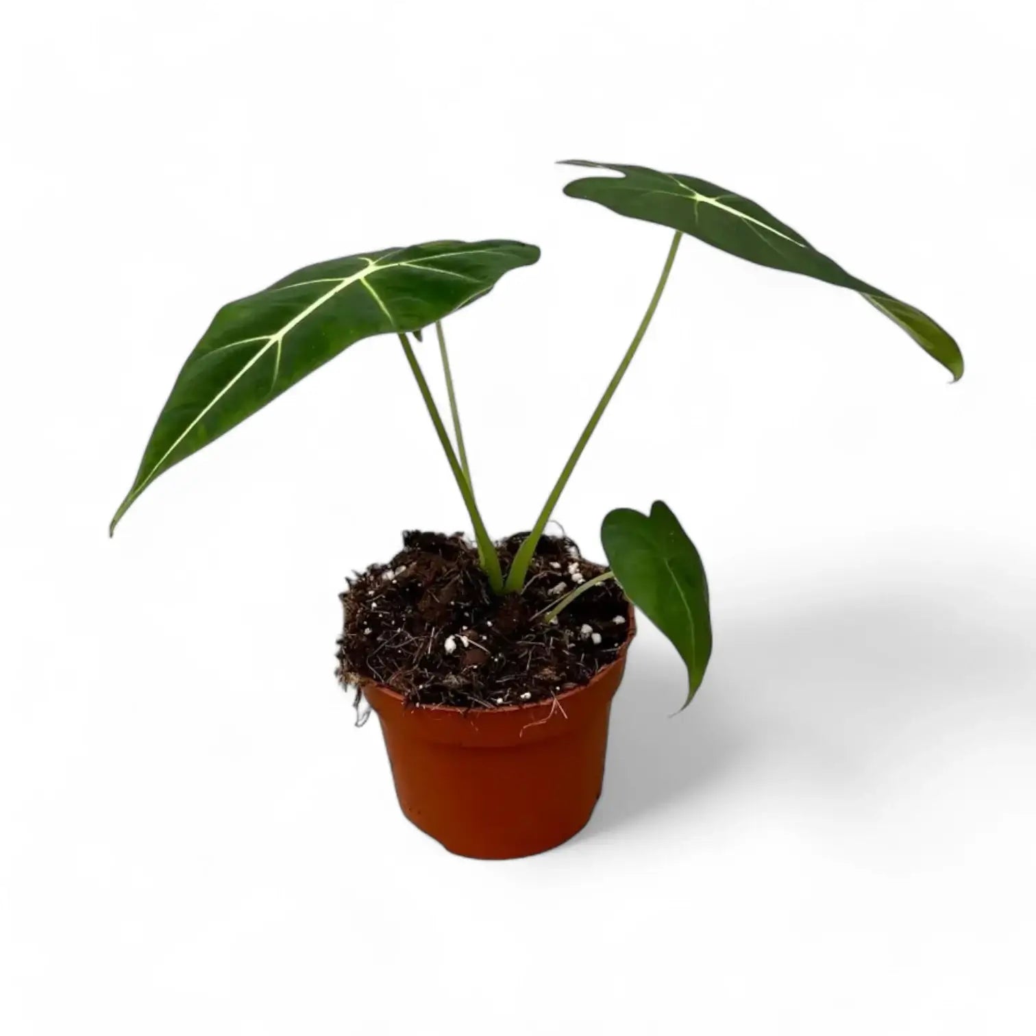Alocasia micholitziana âGreen velvetâ (âMaxkowskii') potted houseplant in nursery pot on white background, product photo 9.