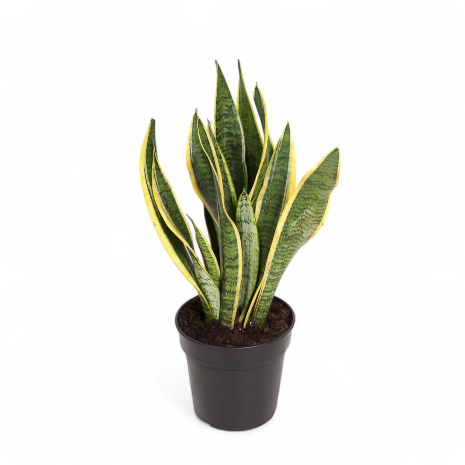 Dracaena (Sansevieria) trifasciata 'Laurentii' potted houseplant in nursery pot on white background, product photo 4.