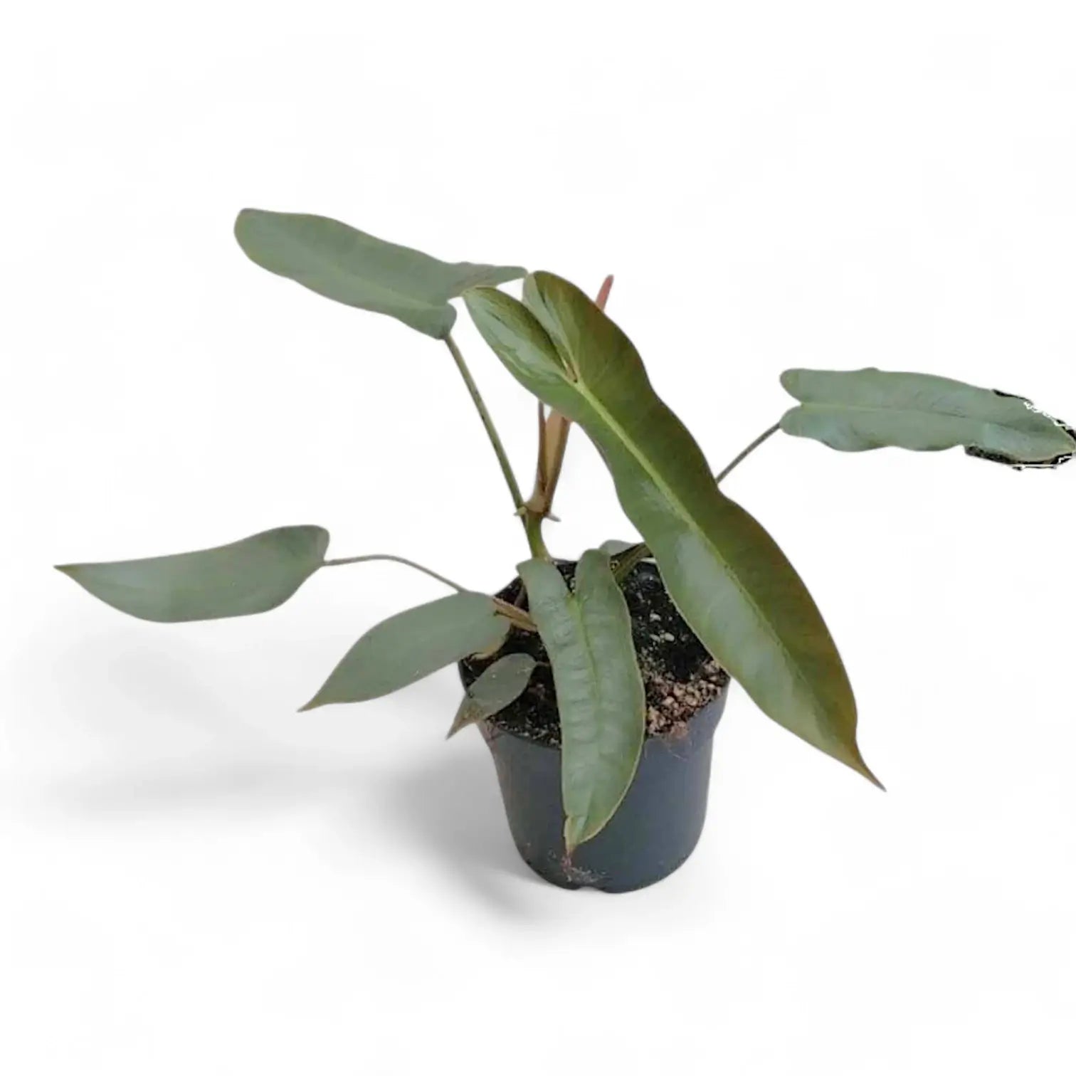 Philodendron atabapoense potted houseplant in nursery pot on white background, product photo 6.