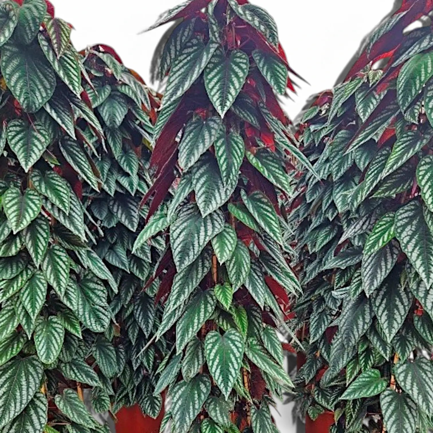 Cissus discolor – Zimmerpflanze im Kulturtopf auf weißem Hintergrund, Produktfoto 9.