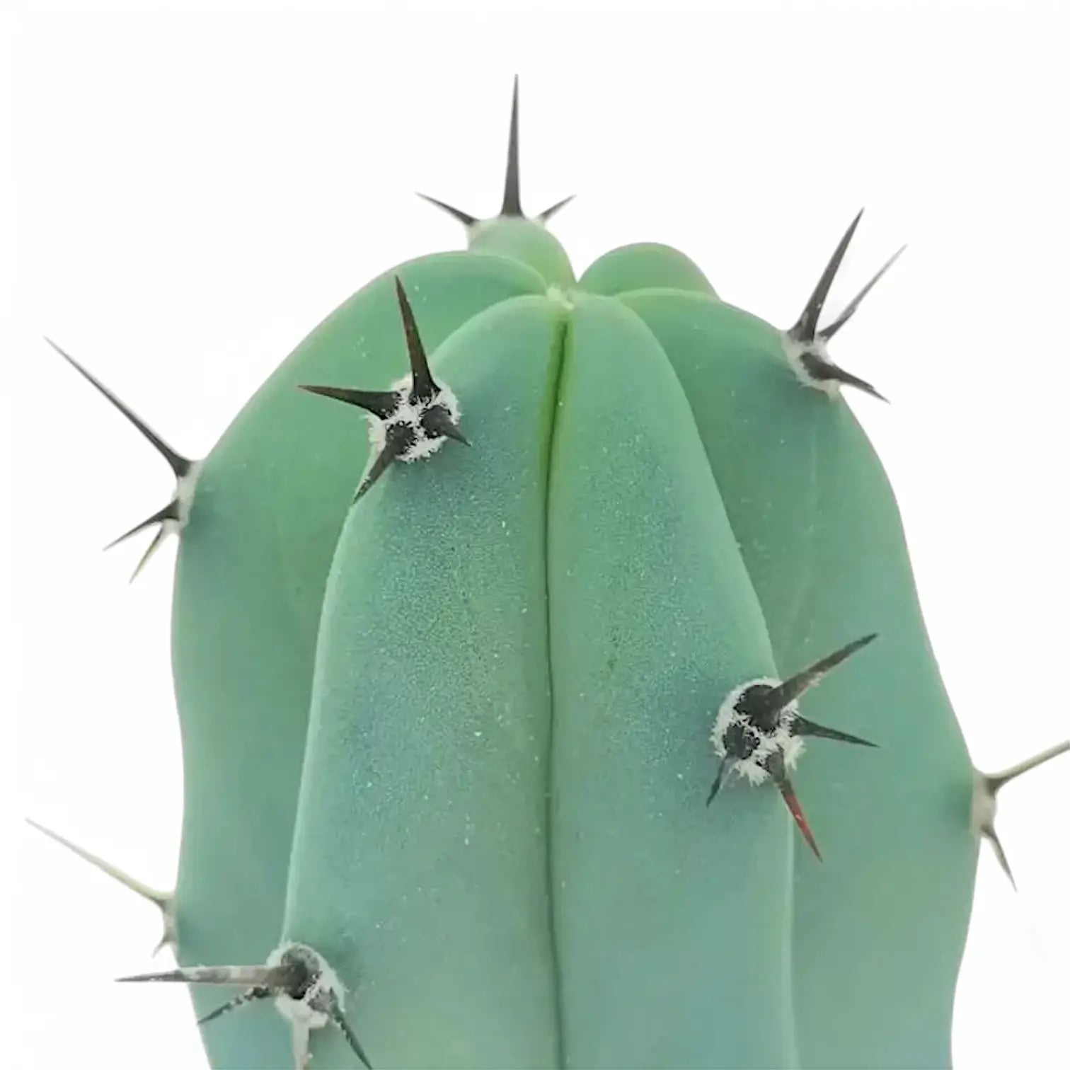 Nahaufnahme eines Sprosses von Myrtillocactus geometrizans vor weißem Hintergrund.