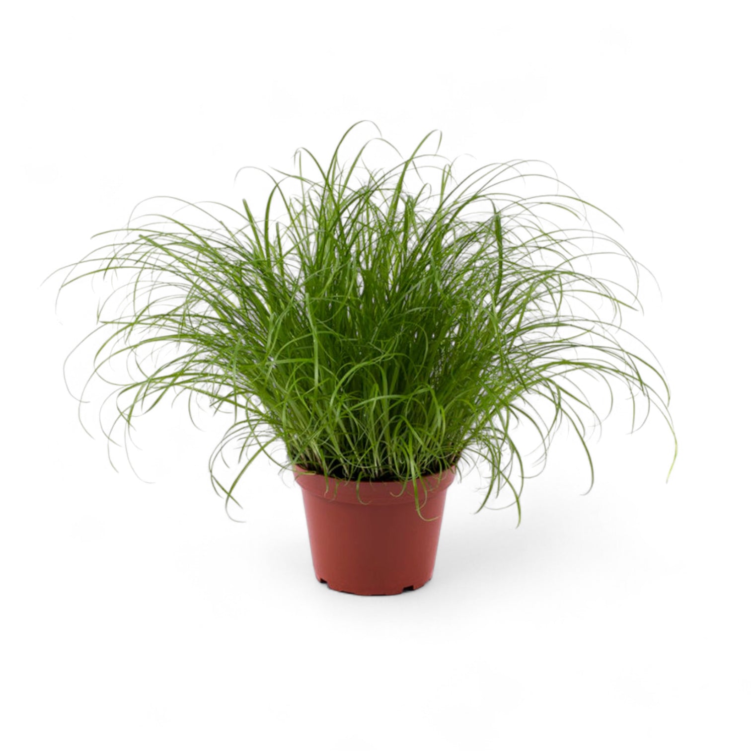 Cyperus alternifolius ‘Zumula’ (Cat Grass) potted houseplant in nursery pot on white background, product photo 4.