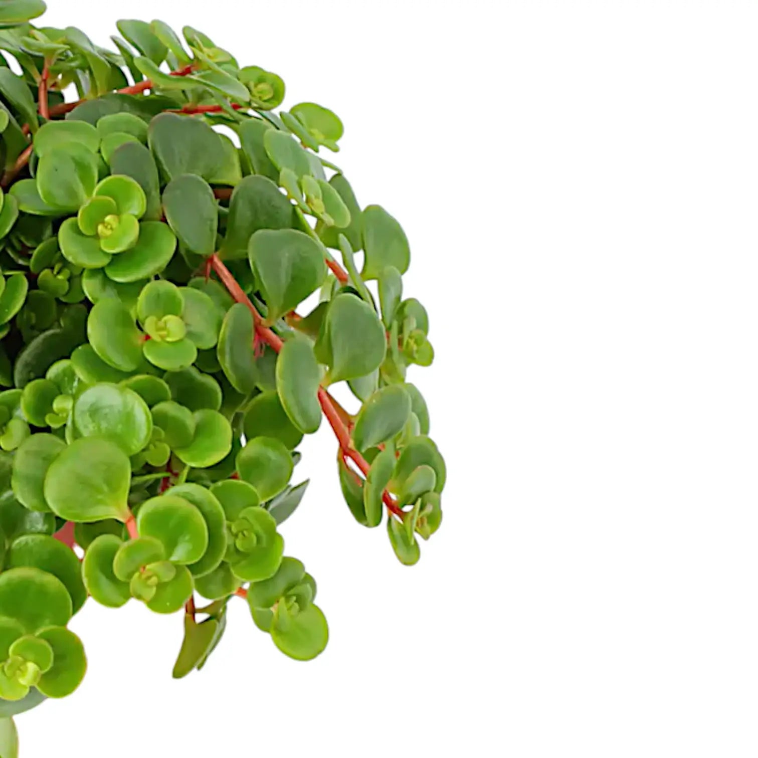 Nahaufnahme eines Blatts von Sedum makinoi 'Tornado' vor weiĂźem Hintergrund.