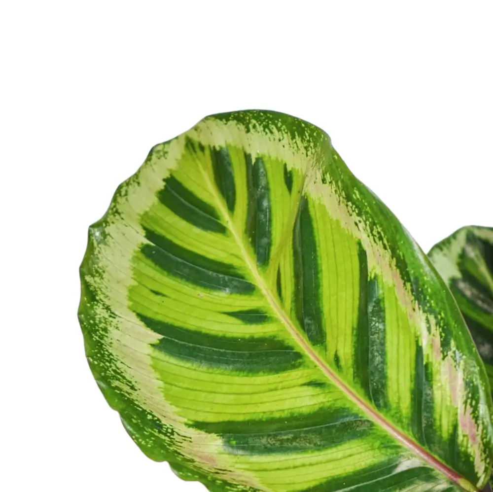 Nahaufnahme eines Blatts von Goeppertia (Calathea) roseopicta 'Angela' vor weiĂźem Hintergrund.