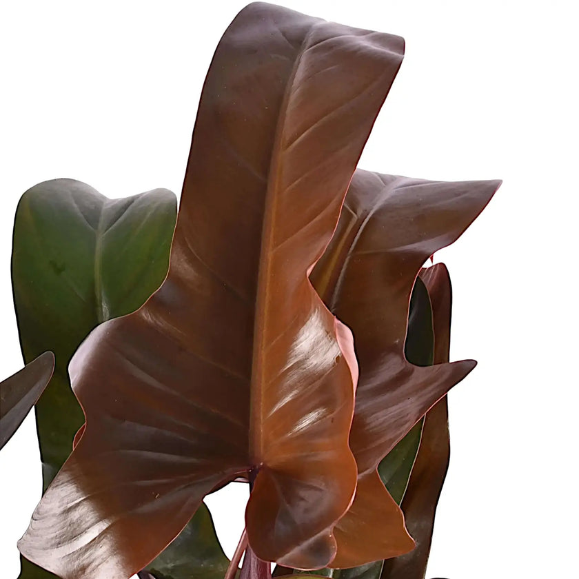 Philodendron 'Florida bronze' leaf close-up on white background.