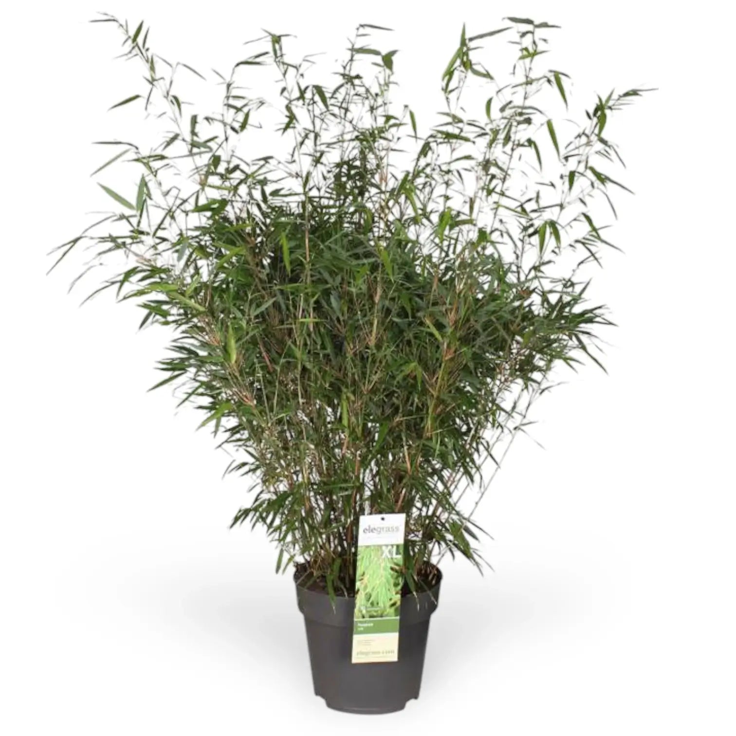 Fargesia 'Rufa' potted houseplant in nursery pot on white background, product photo 12.
