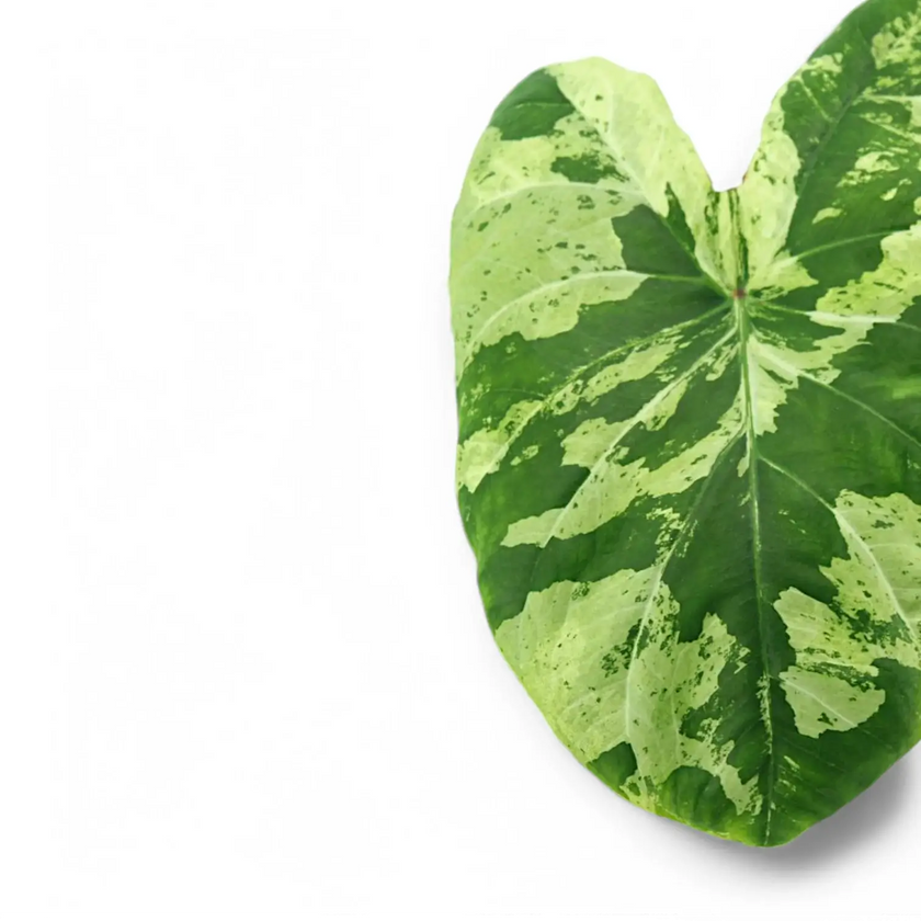 Nahaufnahme eines Blatts von Caladium 'Frog in a Blender' vor weiĂźem Hintergrund.