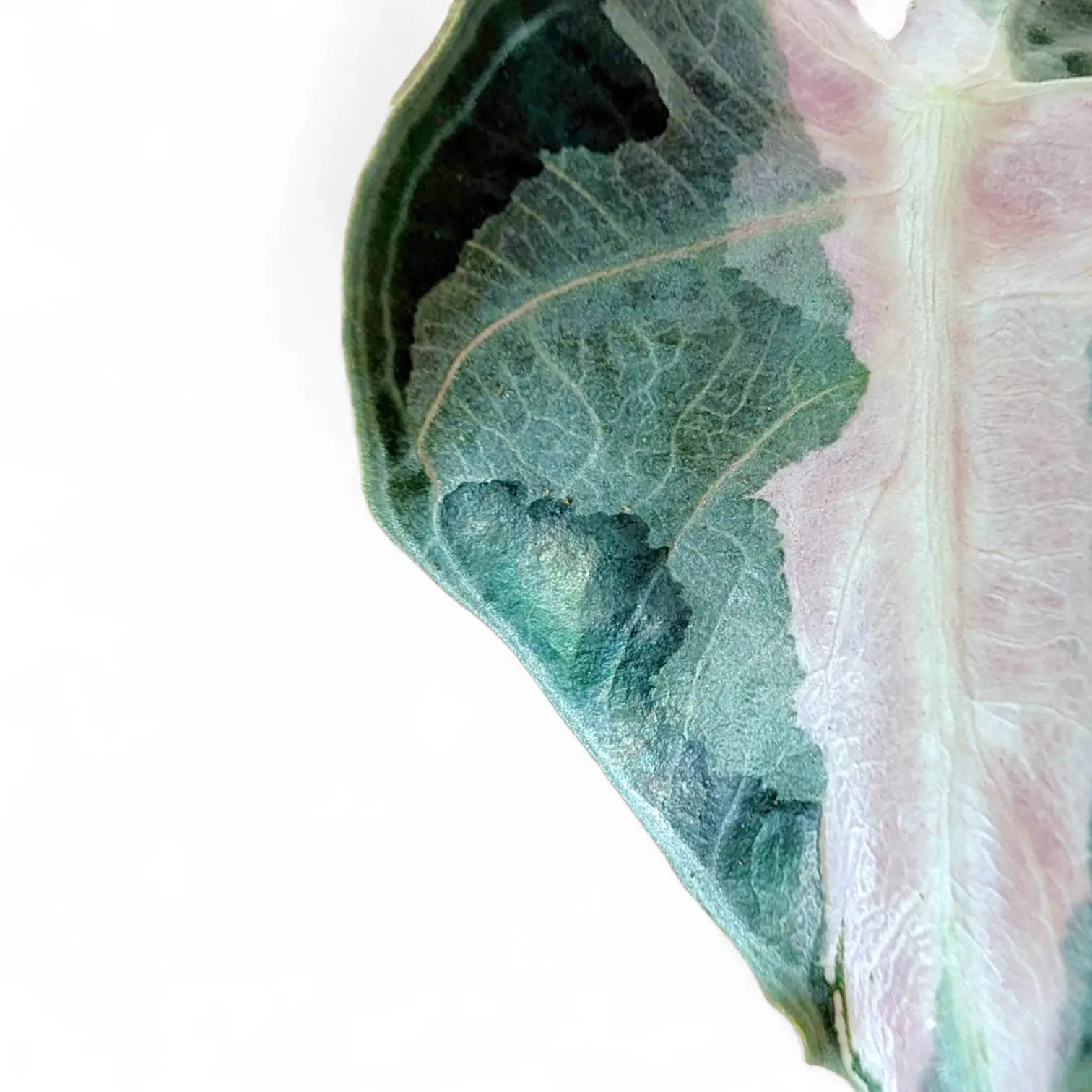 Alocasia 'Polly' Albo/ Pink Variegata – Zimmerpflanze im Kulturtopf auf weißem Hintergrund, Produktfoto 12.