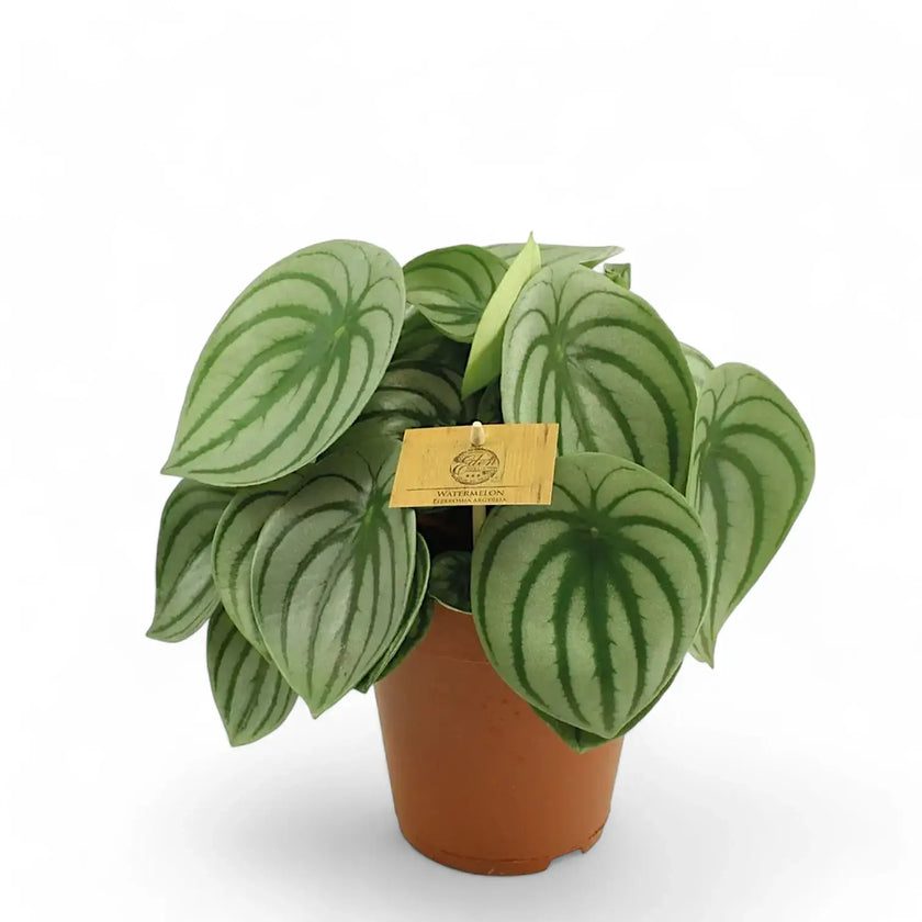 Peperomia argyreia potted houseplant in nursery pot on white background, product photo 2.