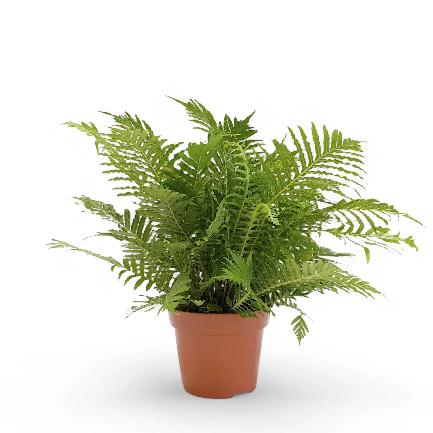 Oceaniopteris gibba – Zimmerpflanze im Kulturtopf auf weißem Hintergrund, Produktfoto 5.