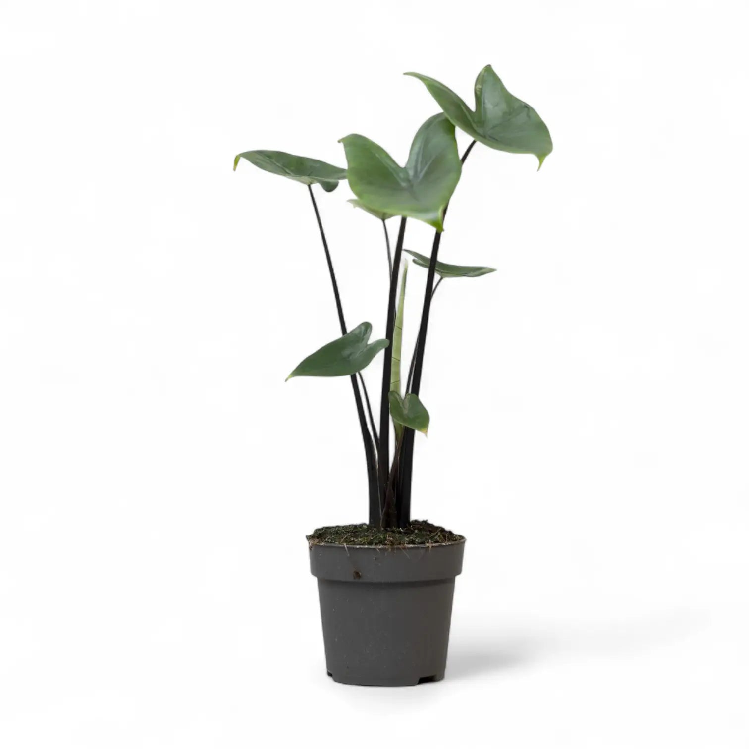 Alocasia zebrina 'Black stem' potted houseplant in nursery pot on white background, product photo 6.