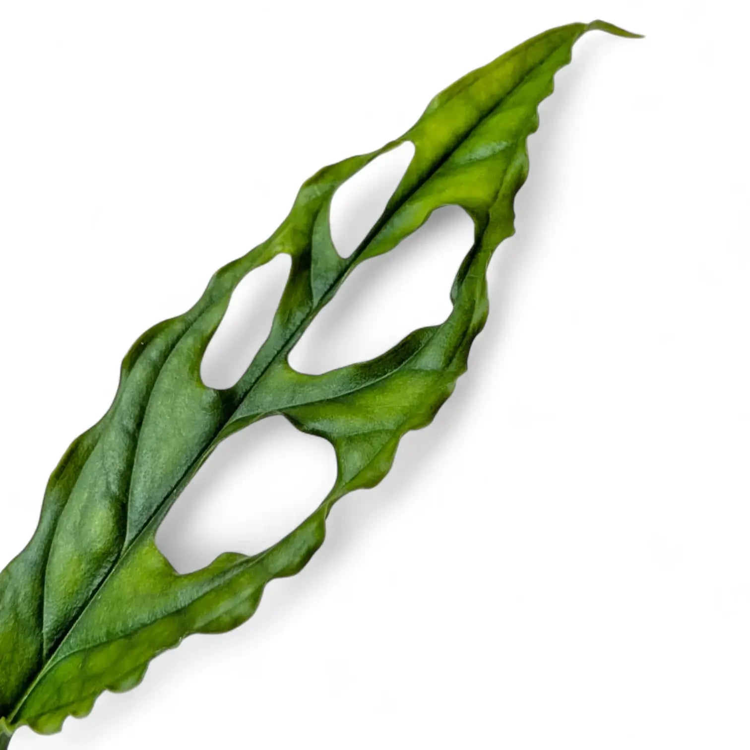 Monstera obliqua (Peru) potted houseplant in nursery pot on white background, product photo 8.