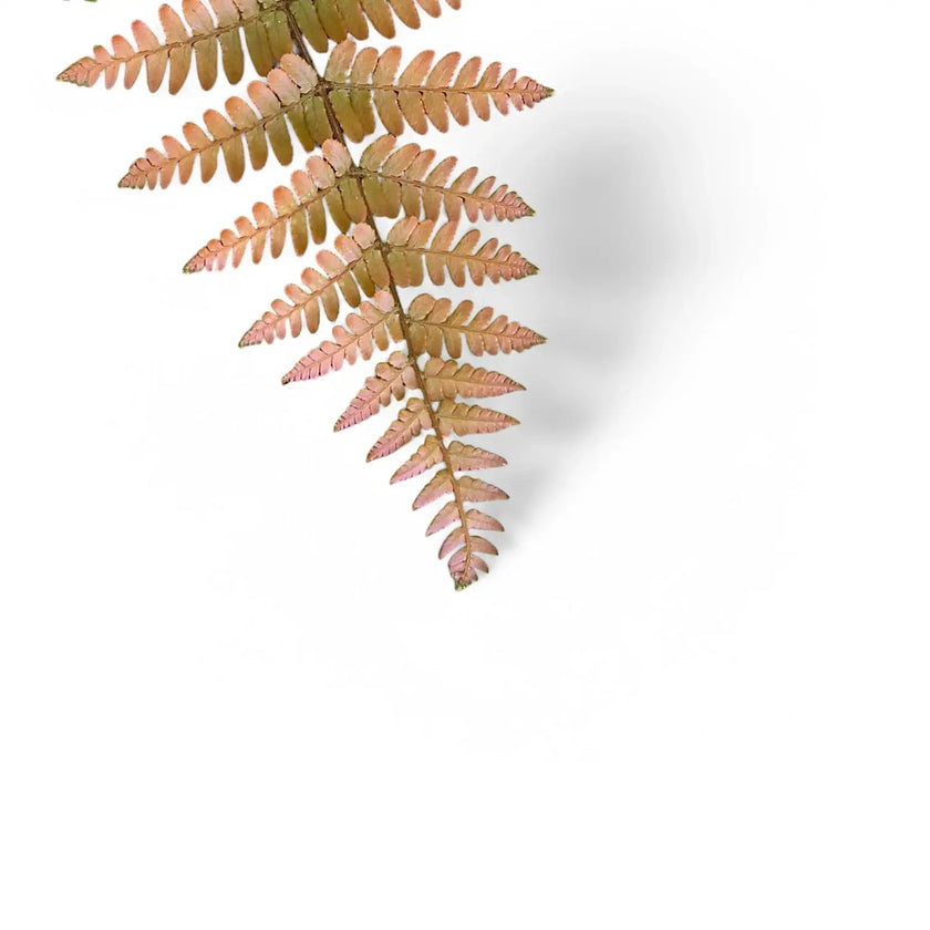 Dryopteris erythrosora leaf close-up on white background.