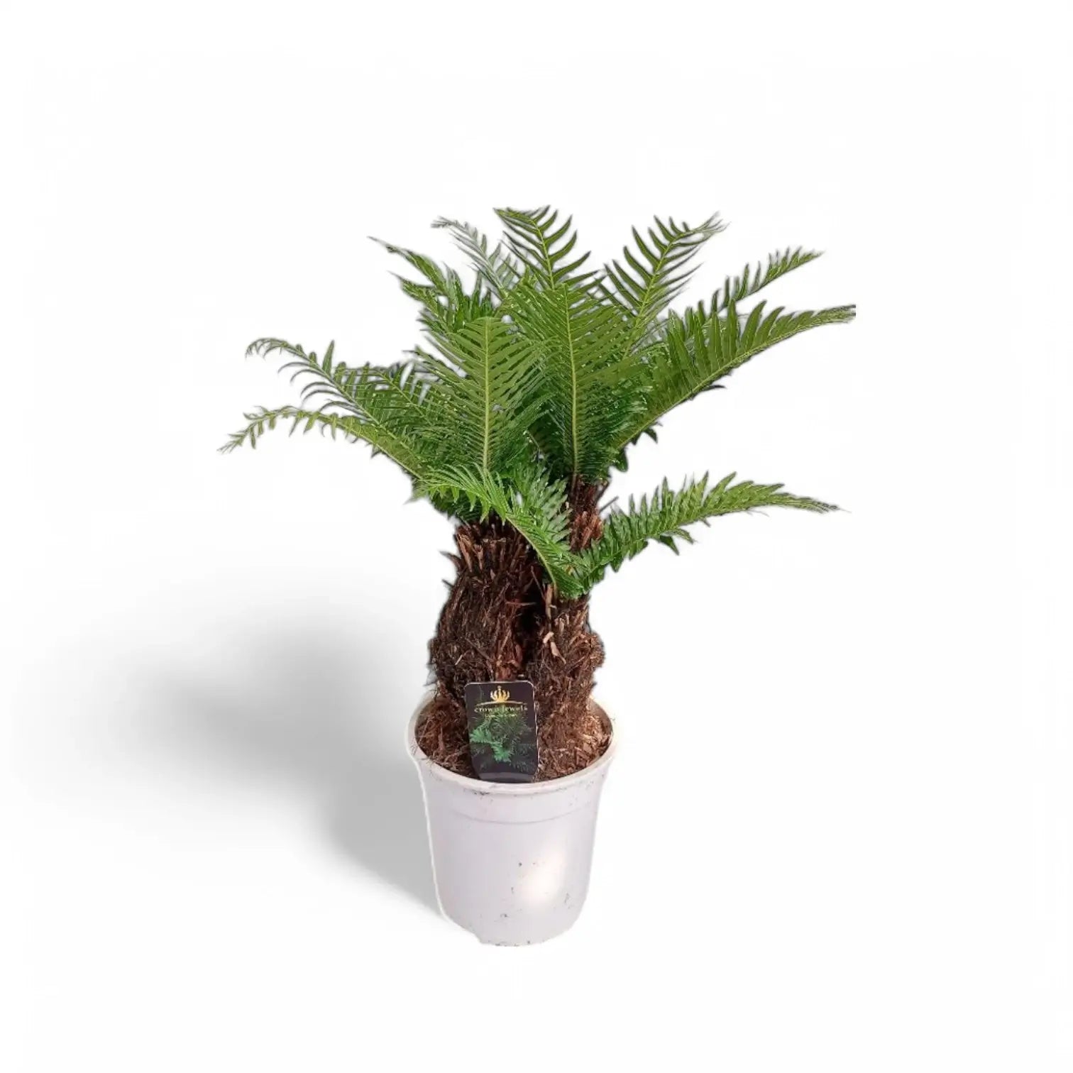 Oceaniopteris gibba – Zimmerpflanze im Kulturtopf auf weißem Hintergrund, Produktfoto 6.