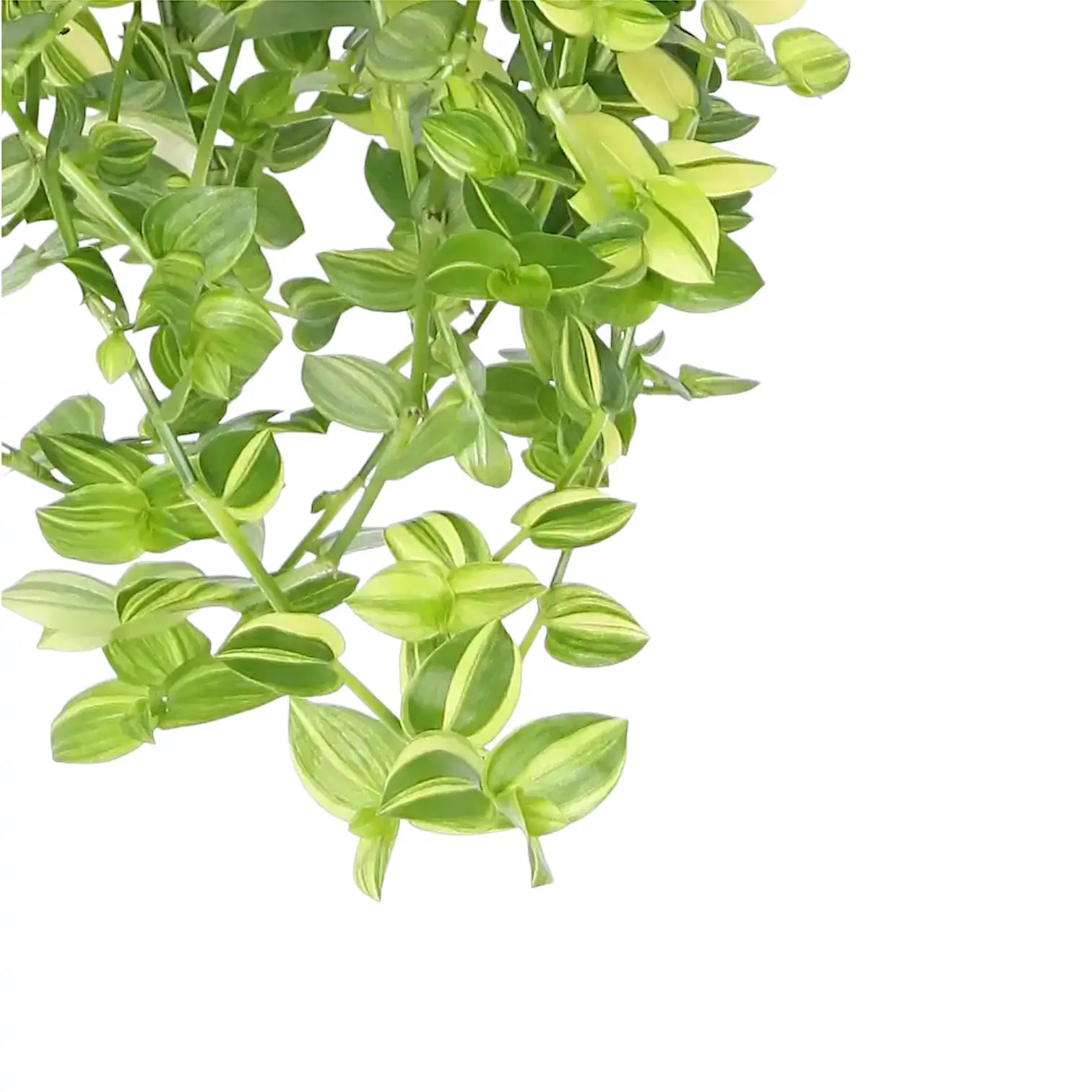 Nahaufnahme eines Blatts von Tradescantia fluminensis âYellow Hillâ vor weiĂem Hintergrund.