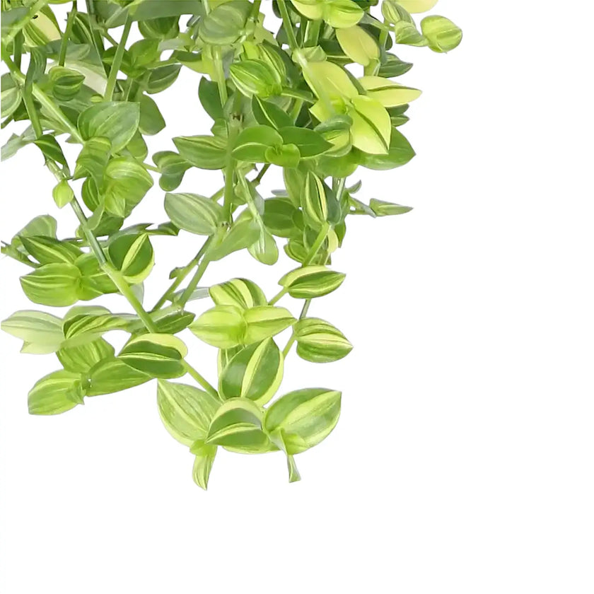 Nahaufnahme eines Blatts von Tradescantia fluminensis âYellow Hillâ vor weiĂem Hintergrund.