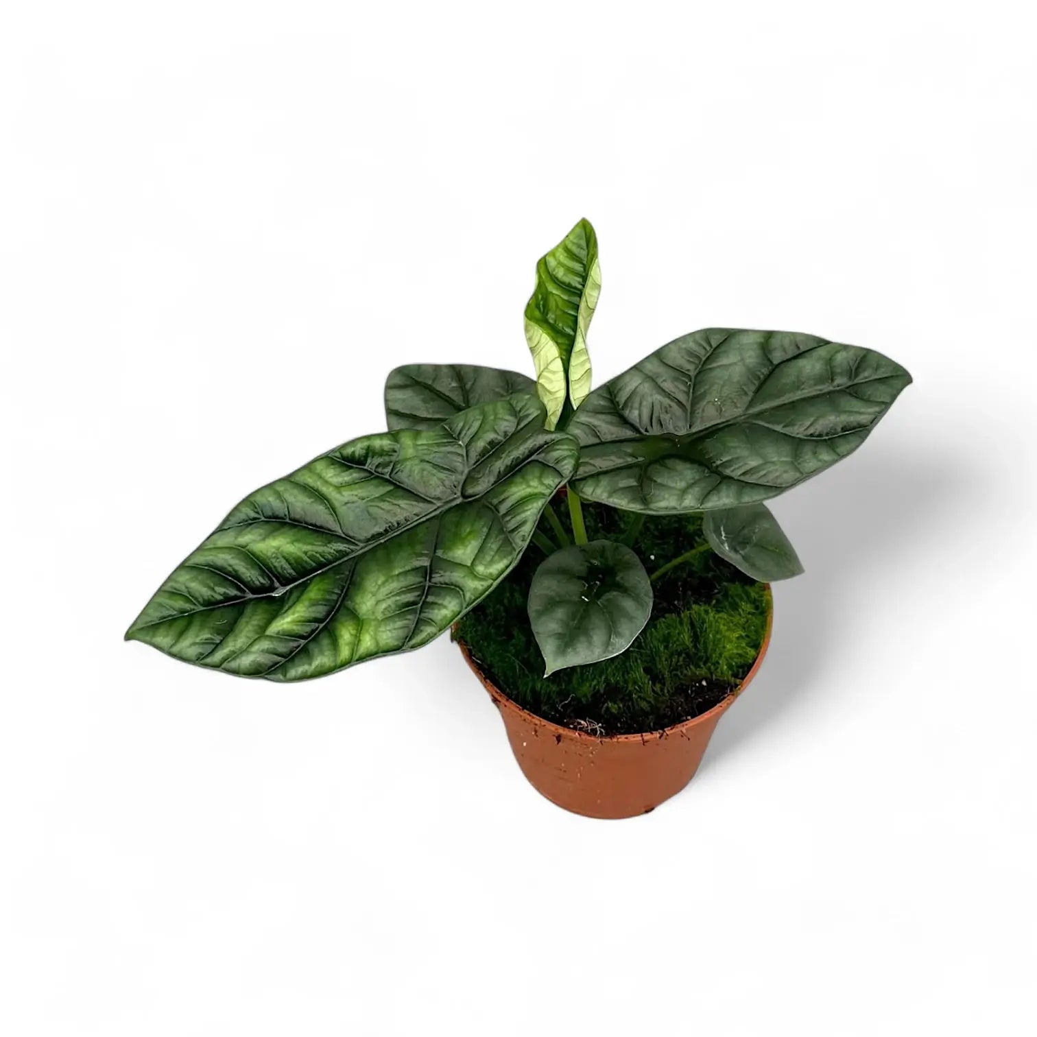 Alocasia sinuata potted houseplant in nursery pot on white background, product photo 3.