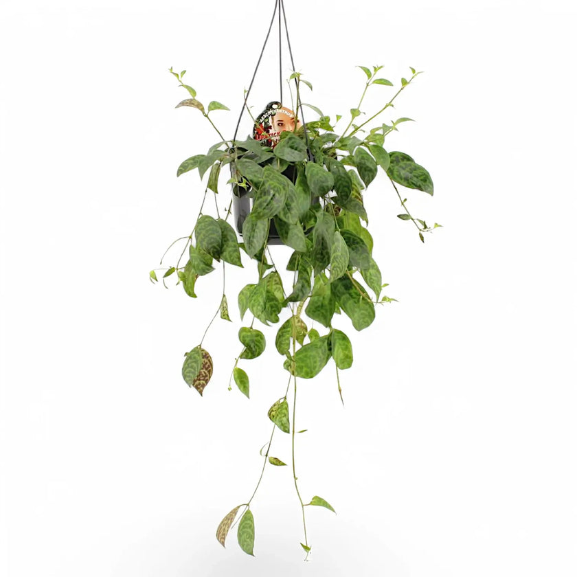 Aeschynanthus longicaulis (marmoratus) potted houseplant in nursery pot on white background, product photo 2.