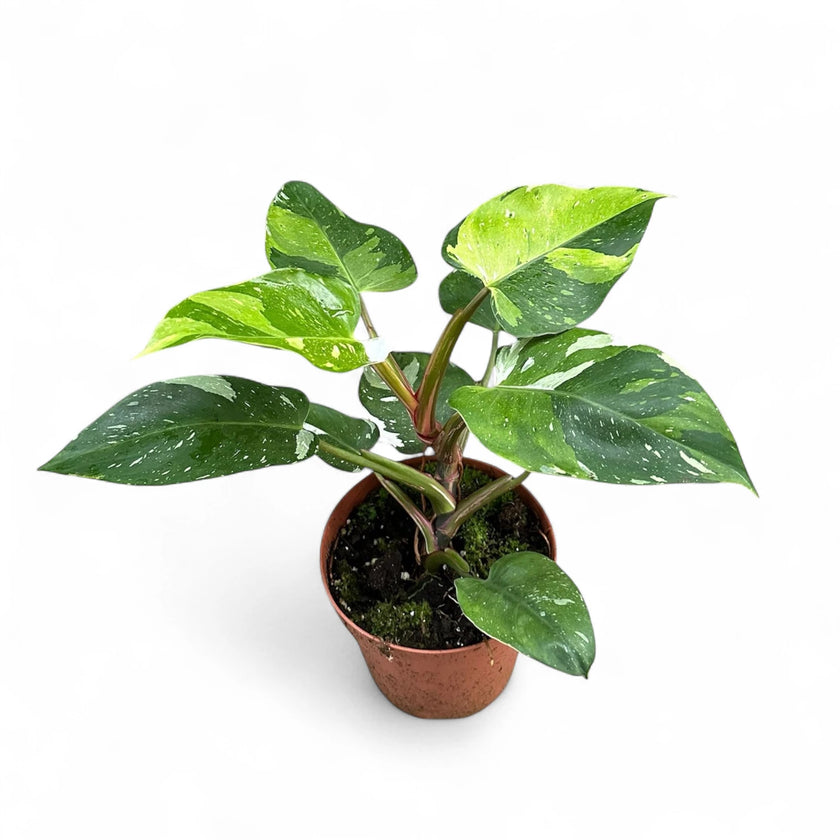 Philodendron 'Fresh Aurea' ('White Princess Aurea Tricolor') â Zimmerpflanze im Kulturtopf auf weiĂem Hintergrund, Produktfoto 2.