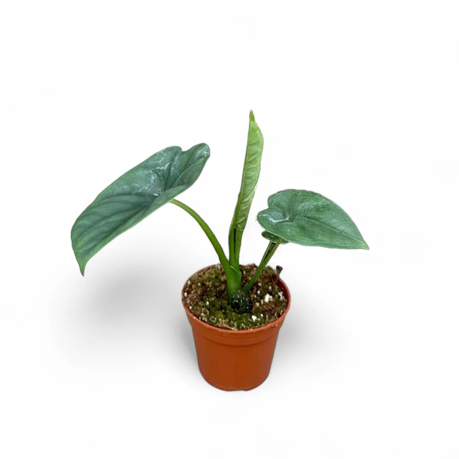 Alocasia 'Lukiwan' (sinuata x alba) potted houseplant in nursery pot on white background, product photo 9.