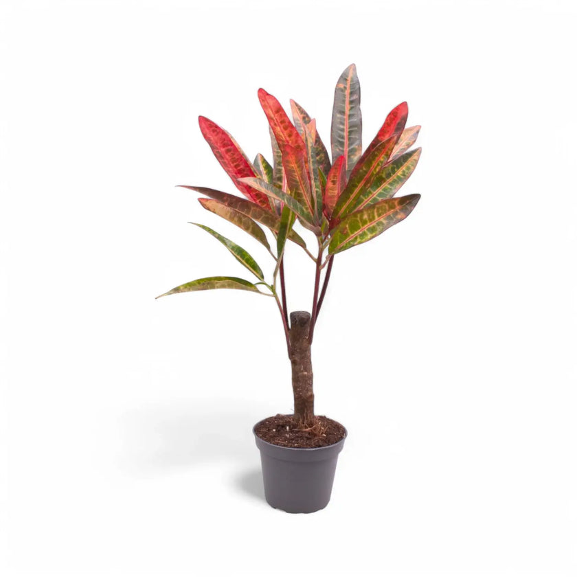 Codiaeum variegatum 'Excellent' potted houseplant in nursery pot on white background, product photo 2.