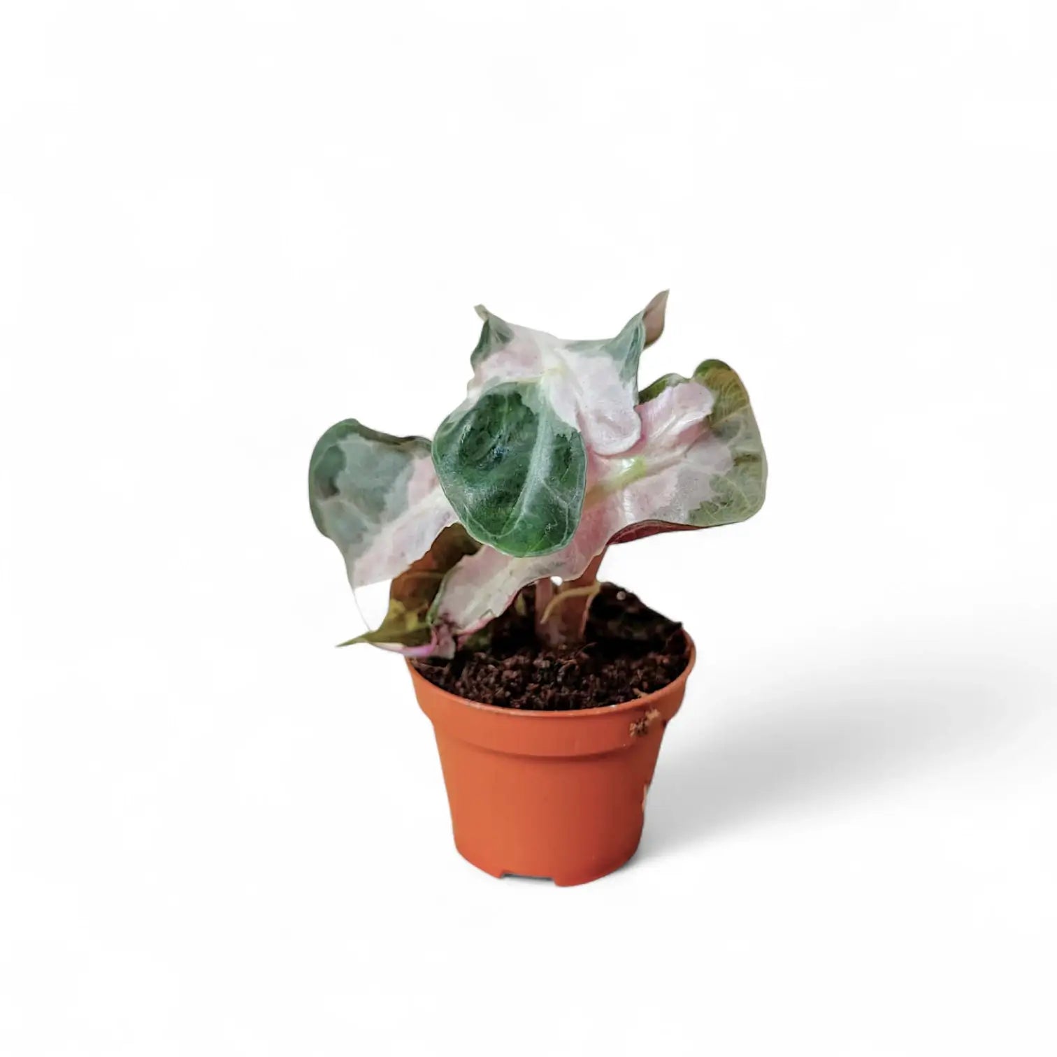 Alocasia 'Polly' Albo/ Pink Variegata – Zimmerpflanze im Kulturtopf auf weißem Hintergrund, Produktfoto 11.