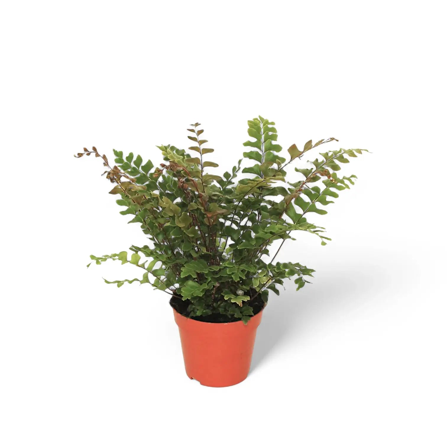 Didymochlaena truncatula – Topfpflanze im Kulturtopf vor weißem Hintergrund, Produktfoto 3.