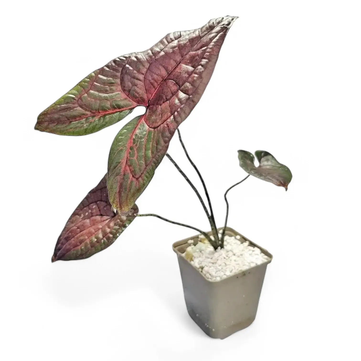 Cyrtosperma johnstonii – Topfpflanze im Kulturtopf vor weißem Hintergrund, Produktfoto 13.