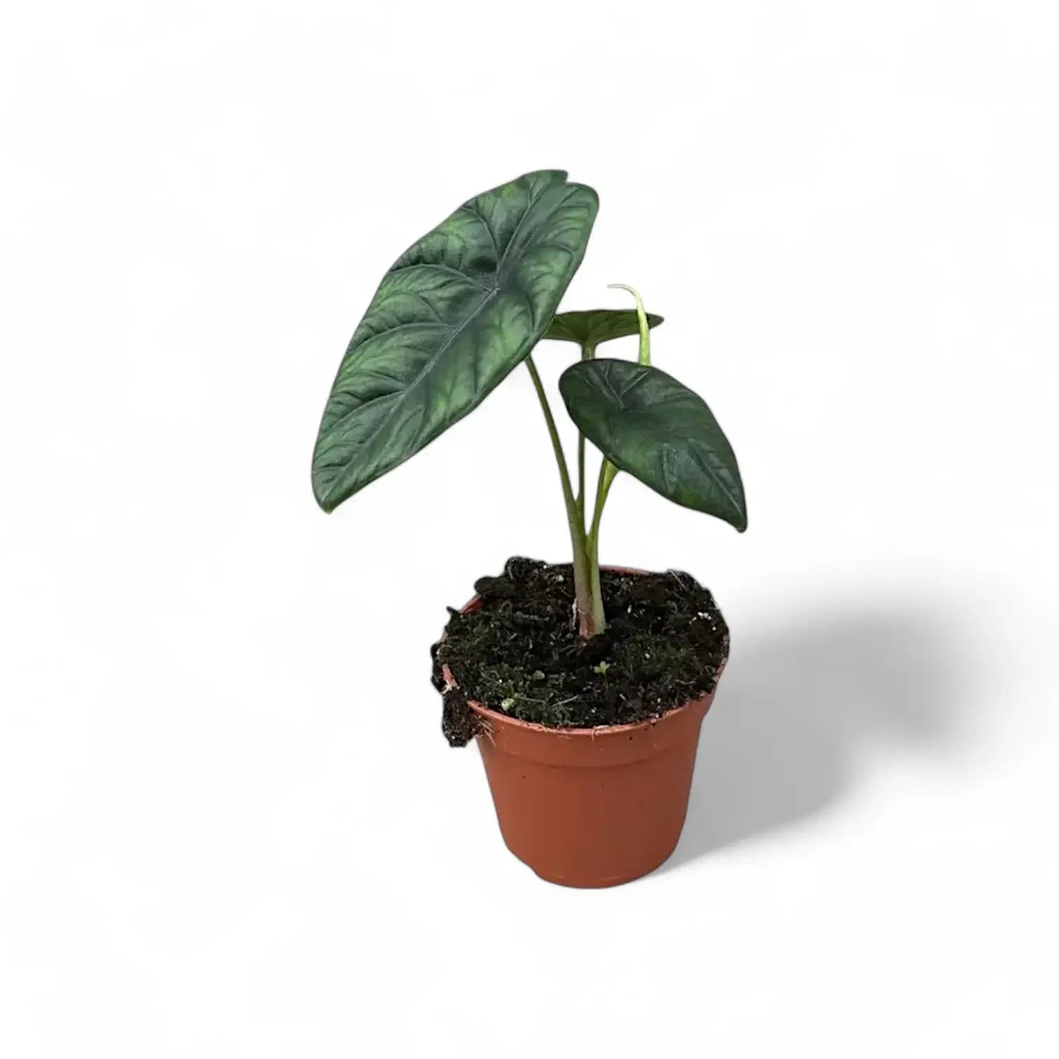 Alocasia puncakborneensis potted houseplant in nursery pot on white background, product photo 4.