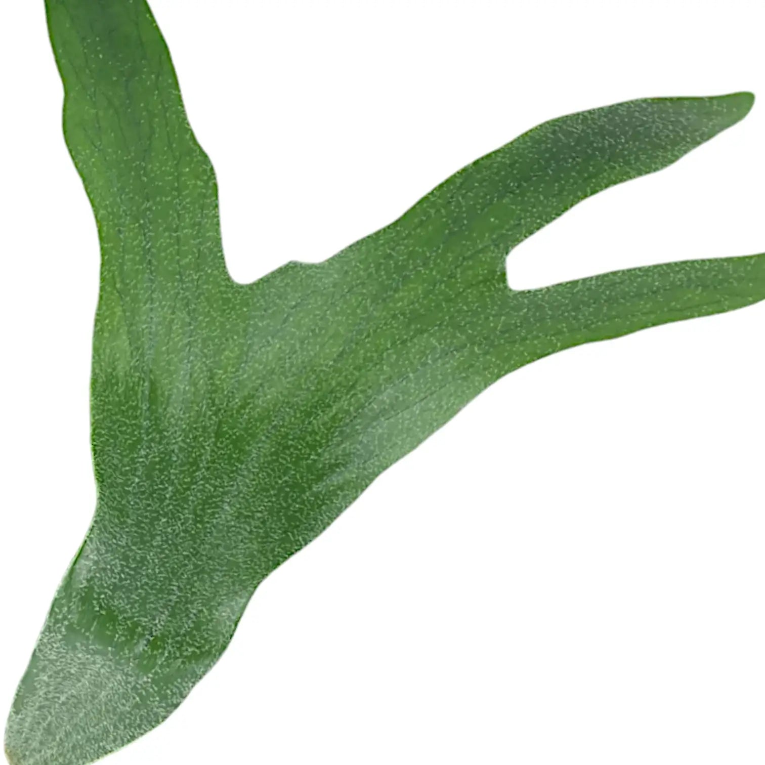 Platycerium bifurcatum 'Netherlands' leaf close-up on white background.