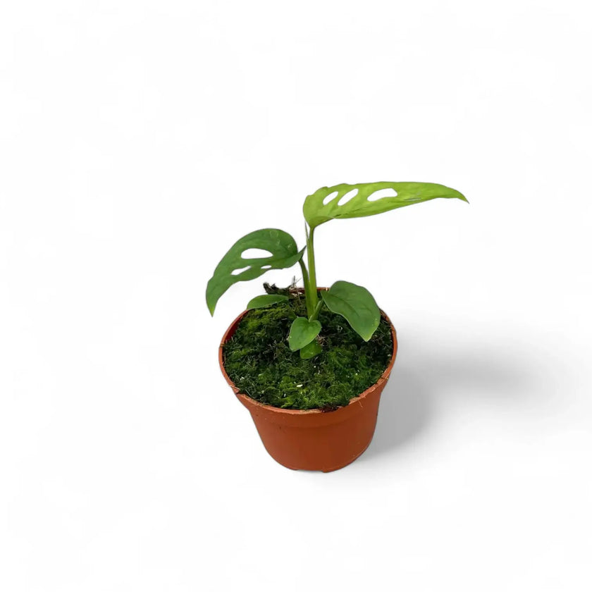 Monstera 'Esqueleto' – Zimmerpflanze im Kulturtopf auf weißem Hintergrund, Produktfoto 2.