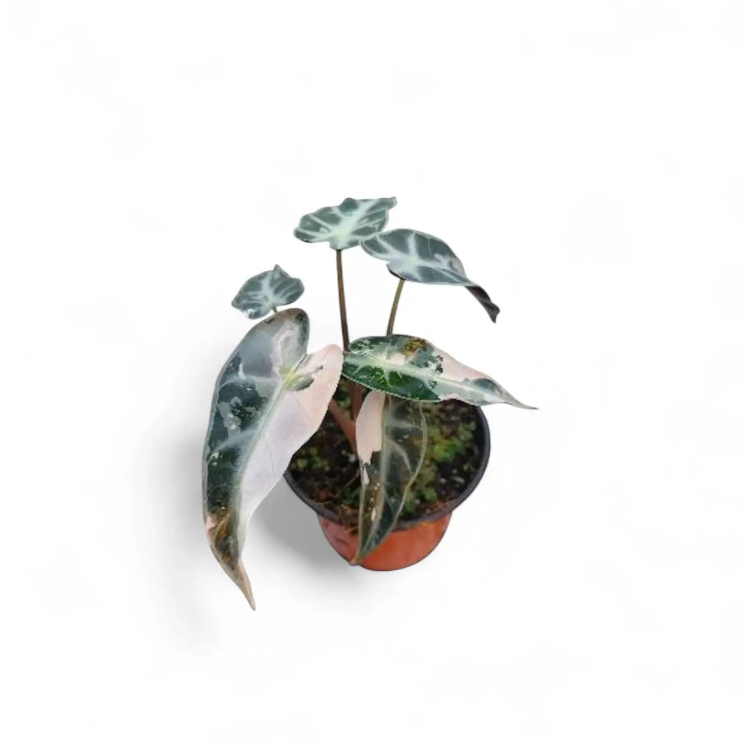 Alocasia 'Bambino Arrow' Pink Variegata – Zimmerpflanze im Kulturtopf auf weißem Hintergrund, Produktfoto 5.