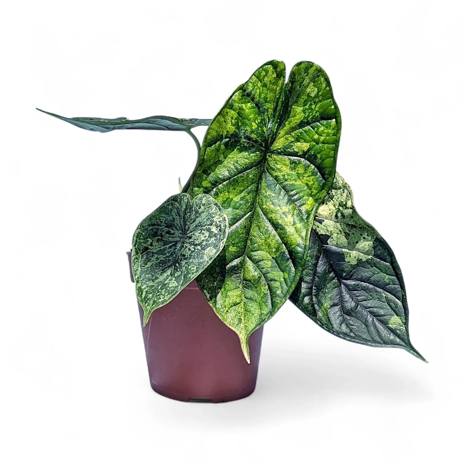 Alocasia baginda 'Dragon scale' Mint Variegata – Zimmerpflanze im Kulturtopf auf weißem Hintergrund, Produktfoto 4.