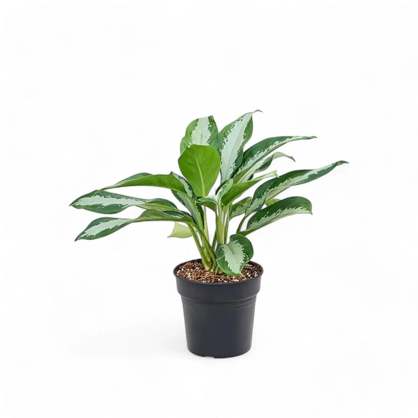 Aglaonema 'Diamond Bay' potted houseplant in nursery pot on white background, product photo 3.