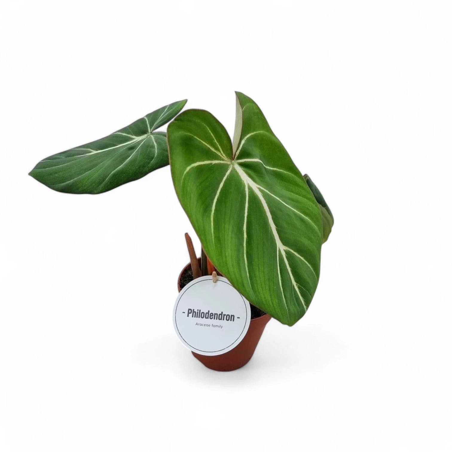 Philodendron gloriosum dark form – Topfpflanze im Kulturtopf vor weißem Hintergrund, Produktfoto 7.