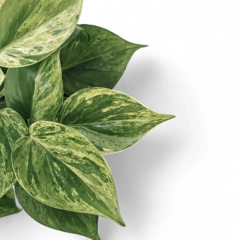 Philodendron hederaceum var. oxycardium variegata leaf close-up on white background.