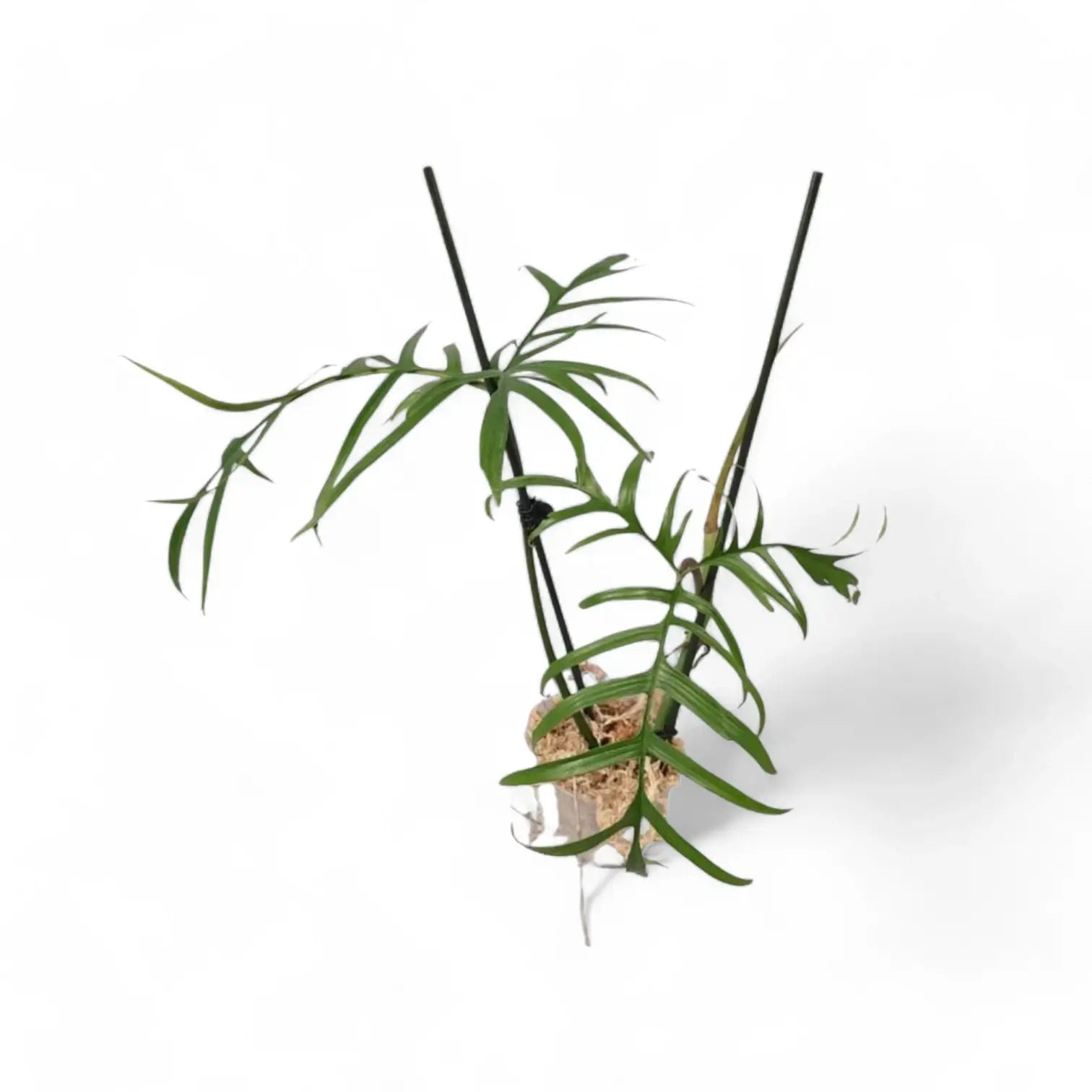 Philodendron polypodioides potted houseplant in nursery pot on white background, product photo 8.