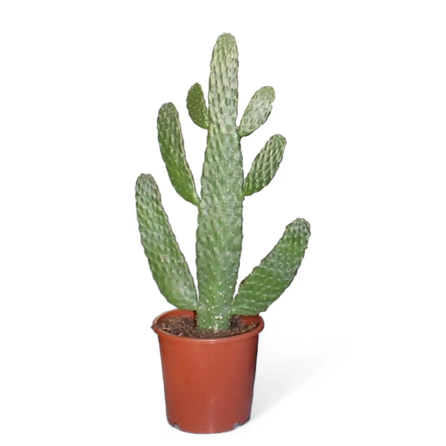 Consolea rubescens – Topfpflanze im Kulturtopf vor weißem Hintergrund, Produktfoto 3.