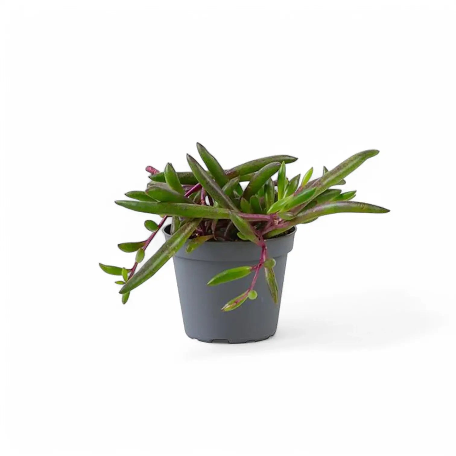 Curio herreianus 'Purple flush' – Topfpflanze im Kulturtopf vor weißem Hintergrund, Produktfoto 4.