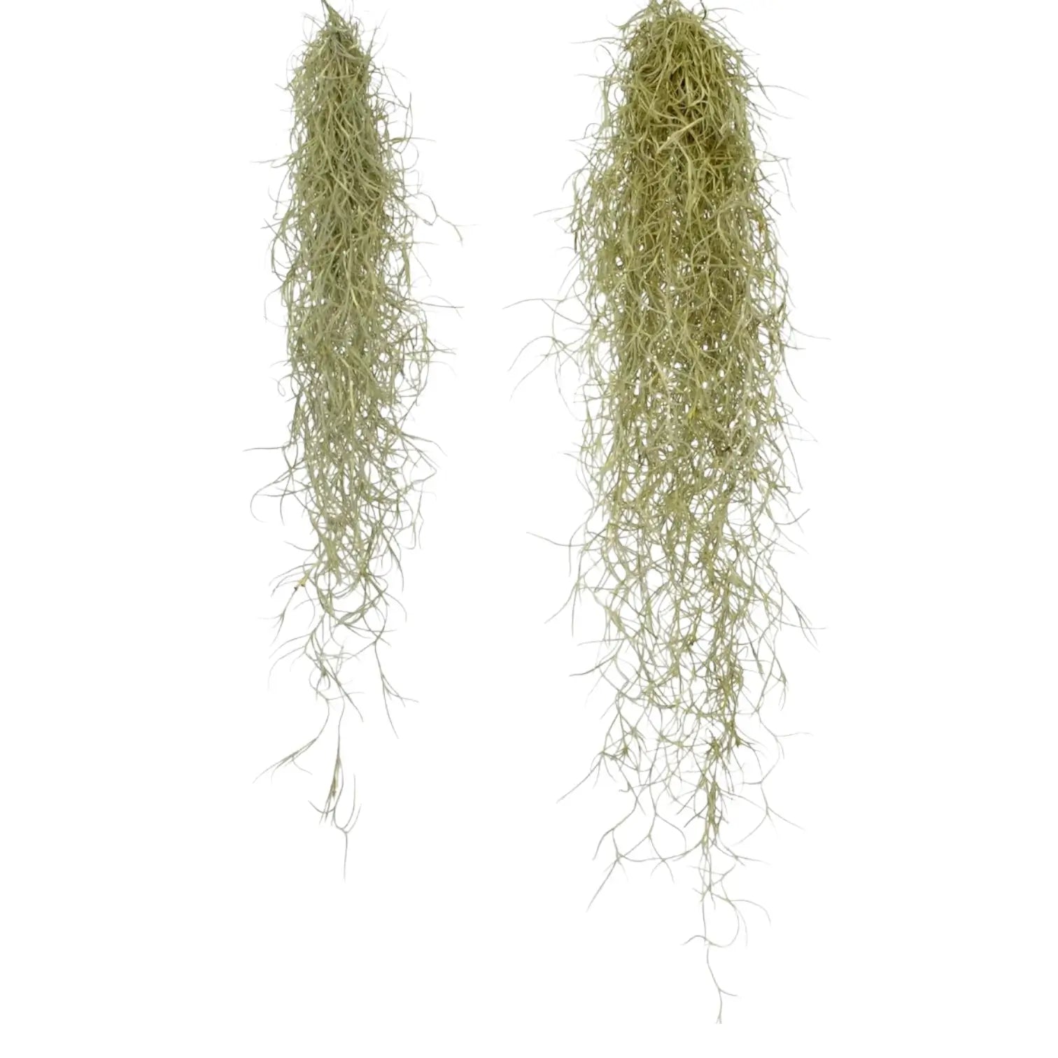 Tillandsia usneoides – Zimmerpflanze im Kulturtopf auf weißem Hintergrund, Produktfoto 4.