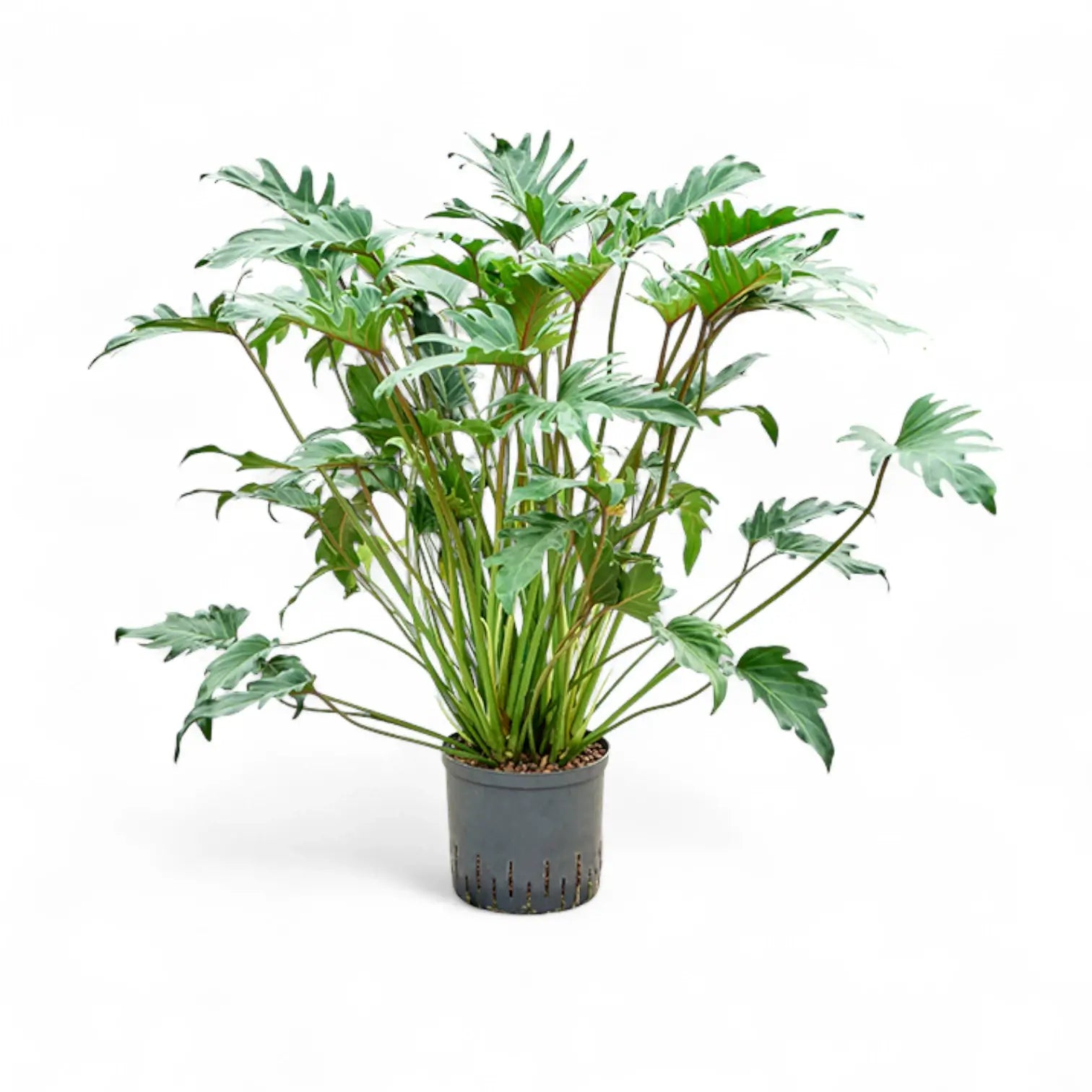 Thaumatophyllum xanadu potted houseplant in nursery pot on white background, product photo 4.