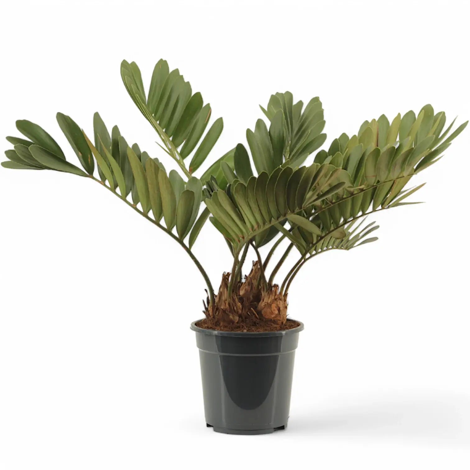 Zamia furfuracea potted houseplant in nursery pot on white background, product photo 2.