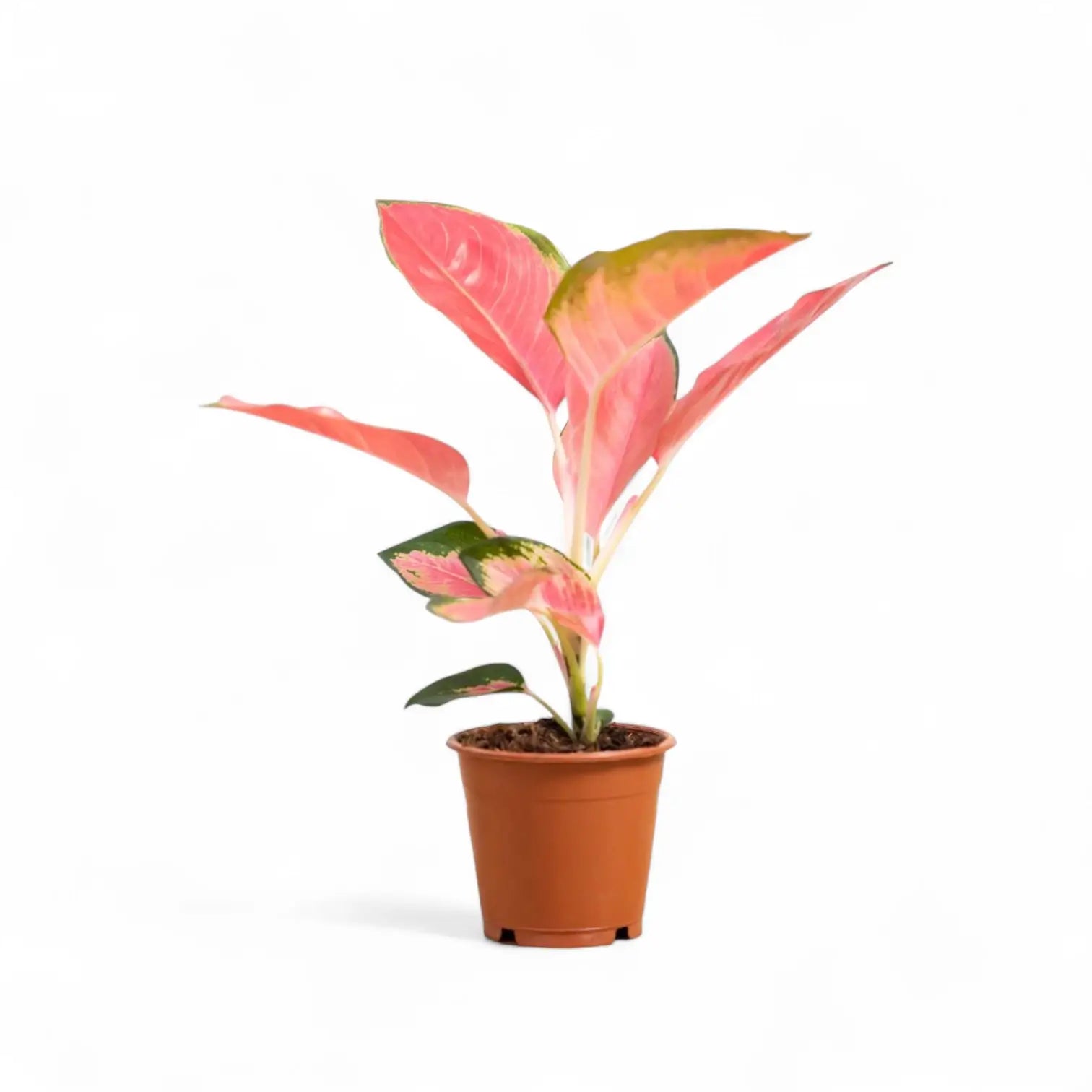 Aglaonema 'Pink Princess' – Topfpflanze im Kulturtopf vor weißem Hintergrund, Produktfoto 2.