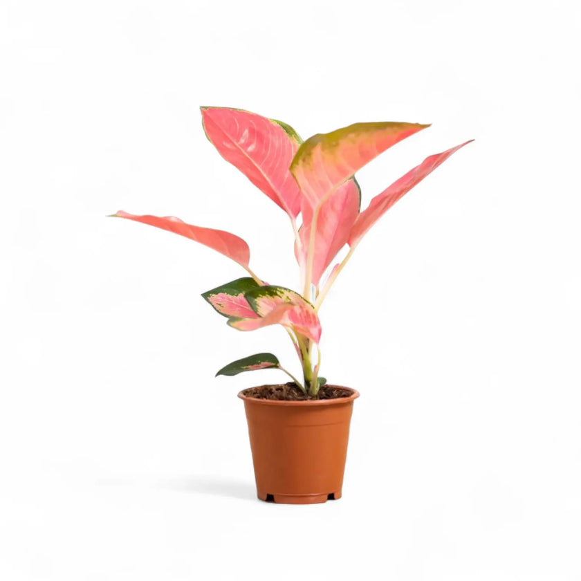 Aglaonema 'Pink Princess' potted houseplant in nursery pot on white background, product photo 2.
