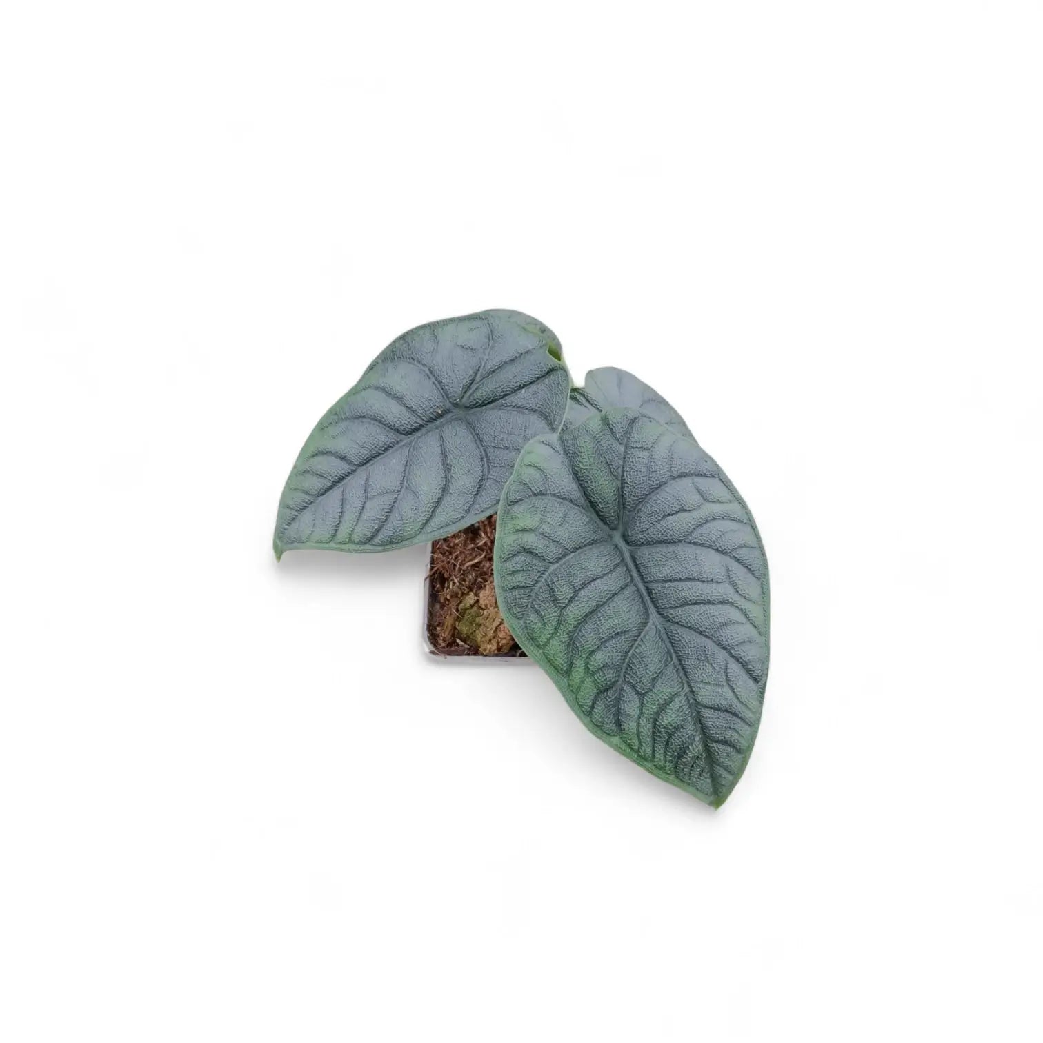 Alocasia melo – Topfpflanze im Kulturtopf vor weißem Hintergrund, Produktfoto 4.